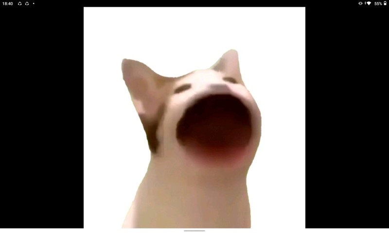 Create meme: the cat who opens his mouth, cat meme open mouth, the cat meme opens its mouth