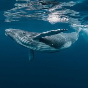 Create meme: humpback whale, whales