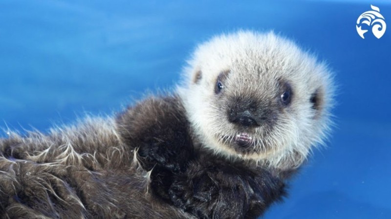 Create meme: sea otter sea otter, sea otter, otter sea otter
