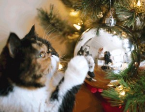 Создать мем: новогодний кот, новый год коты, коты и новогодние елки