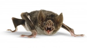 Создать мем: desmodus rotundus, летучие мыши издают звуки фото, обыкновенный вампир летучая мышь