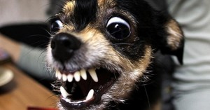 Create meme: mad dog, a vicious dog, evil little dog