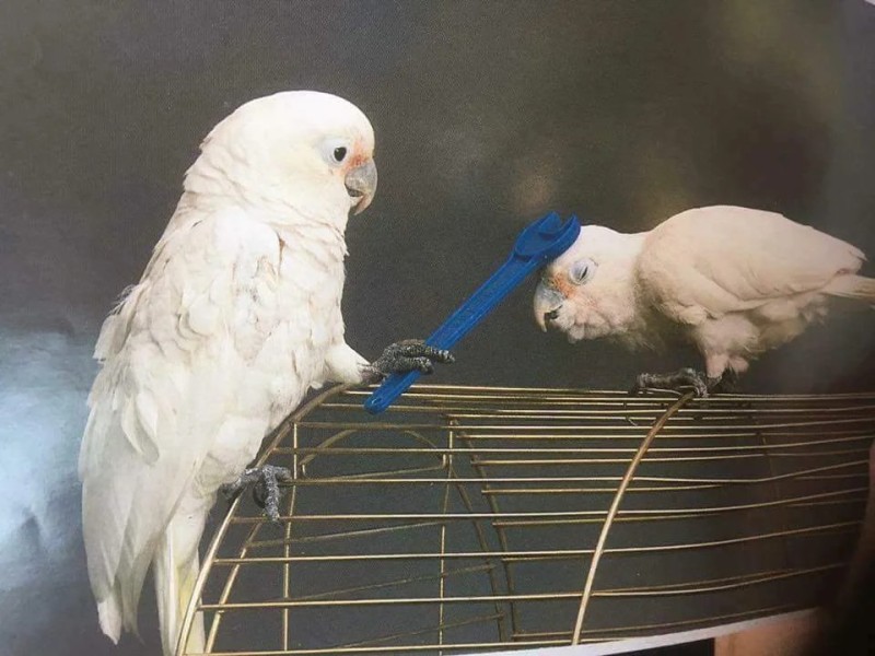 Create meme: parrot white cockatoo, parrot with a knife, budgie