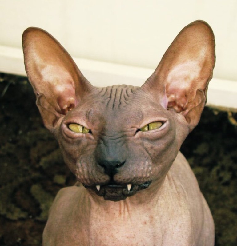 Create meme: Sphinx , the don sphinx, the Sphynx breed 