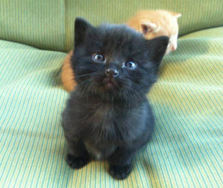 Create meme: the kitten is black, kitties , cute black kittens