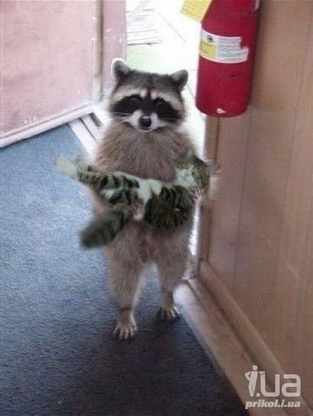 Create meme: the raccoon cat, raccoon polosun, raccoon with a cat in his arms