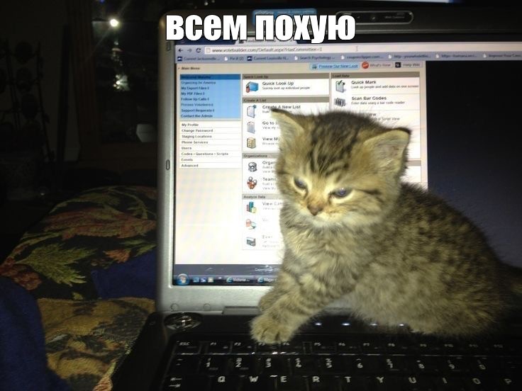 Create meme: Kote , cat , the domestic cat 