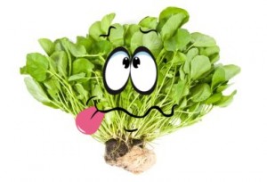 Create meme: cabbage cartoon PNG, funny cabbage, circulat greens