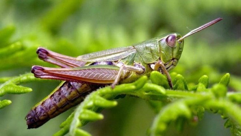 Create meme: locust grasshopper beetle, locust insect, grasshopper 