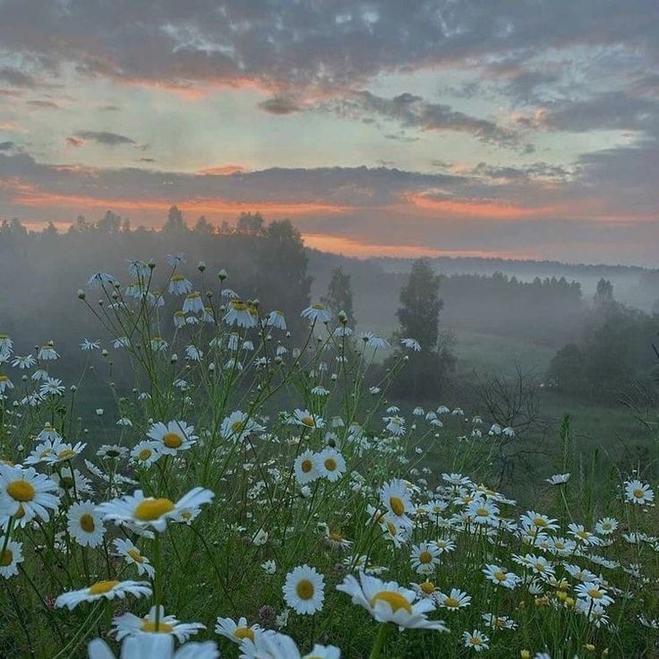 Create meme: chamomile field in the village, chamomile morning, chamomile field in the Moscow region