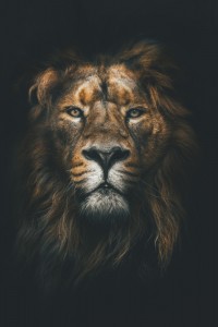 Создать мем: лицо льва фото, лев hd обои, лев морда