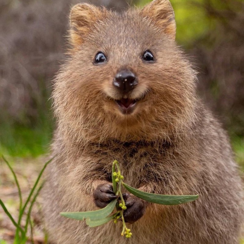 Create meme: quokka, quokka is a marsupial beast, animal quokka