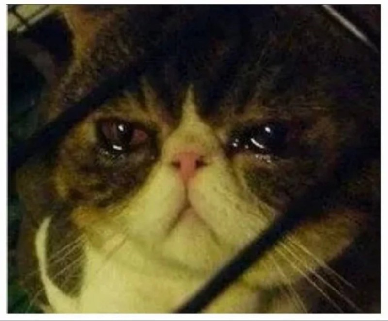 Create meme: cat , cat haha, sad cat 