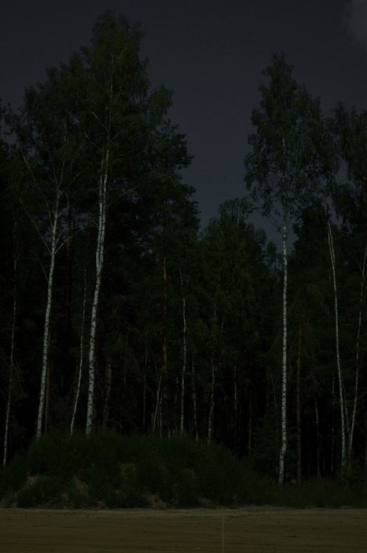 Create meme: night forest , the woods at night, Forest at night in summer
