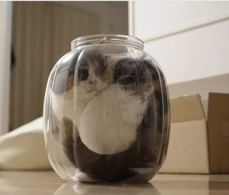 Create meme: kitten in a jar, cat in the can, the cat in the Bank 