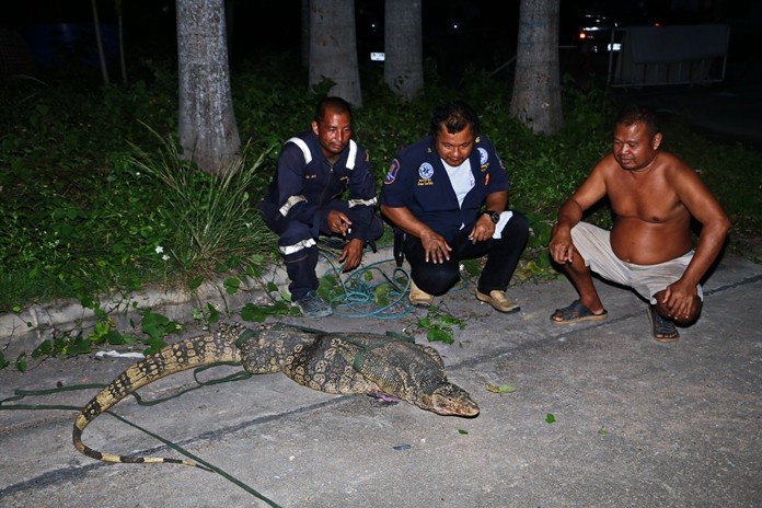 Create meme: varanus savior, They caught a crocodile, home plant