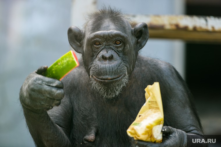 Create meme: chimpanzee with banana, chimpanzees , smallpox of monkeys
