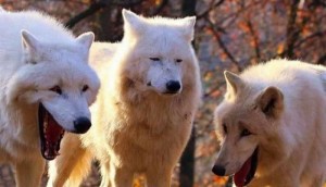 Create meme: wolf, laughing wolf, Dog