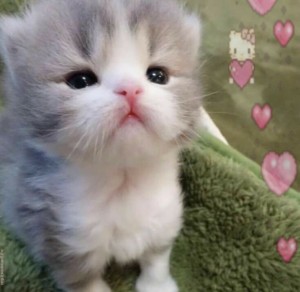 Create meme: cute kittens, animals cute, cute kittens