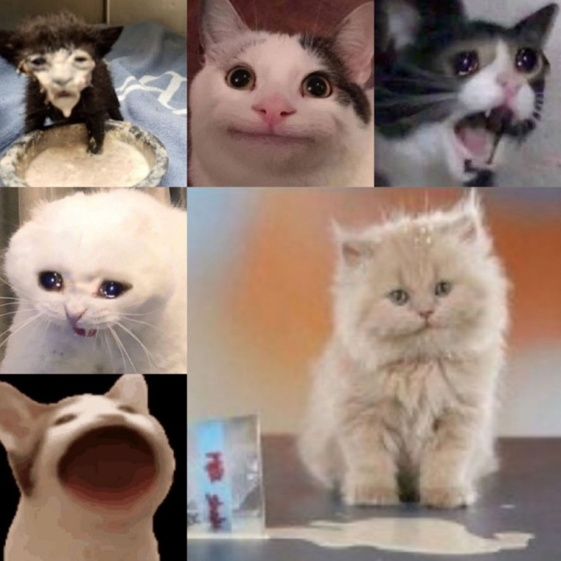 Create meme: memes with cats, memes cat, kitten meme