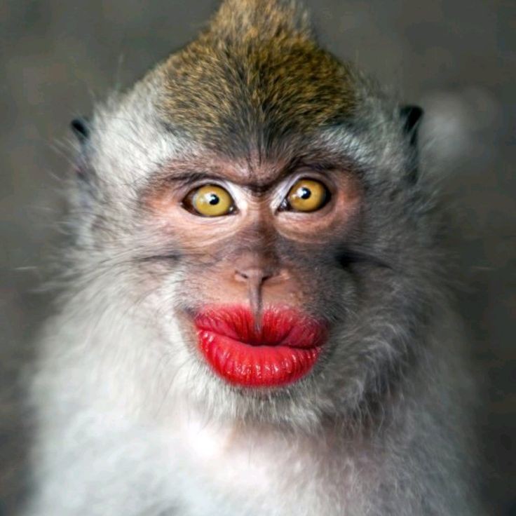 Create meme: a monkey with painted lips, monkey with red lips, painted monkey
