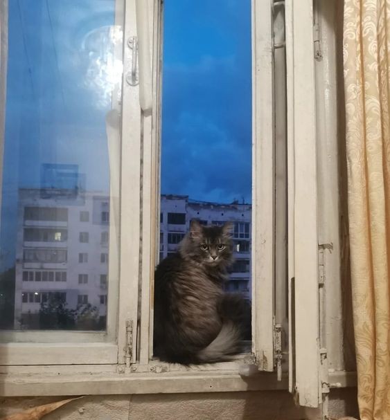 Create meme: kitty , cats , the cat in the window