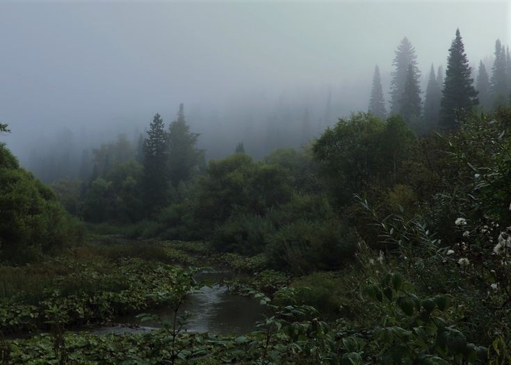 Create meme: landscape , morning fog , siberia taiga fog