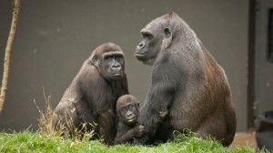 Create meme: zoo, hairless gorilla, nursing gorilla