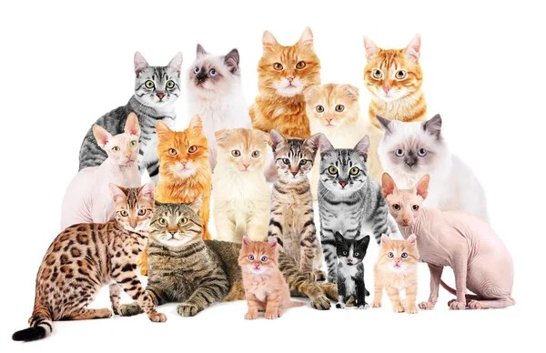 Create meme: cats , different cat breeds, a lot of cats