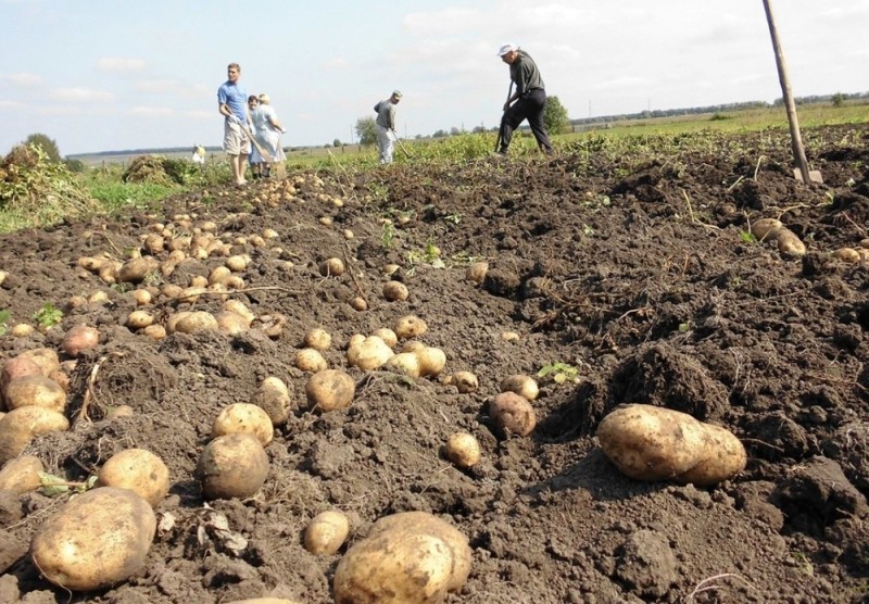 Create meme: digging potatoes, potatoes in the field, harvesting potatoes