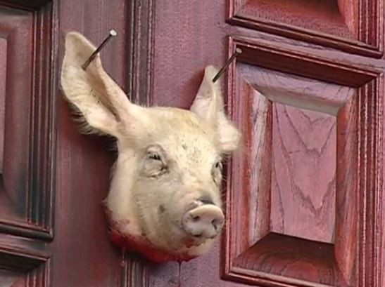Создать мем: домашняя свинья, голова свиньи, свинья в окне