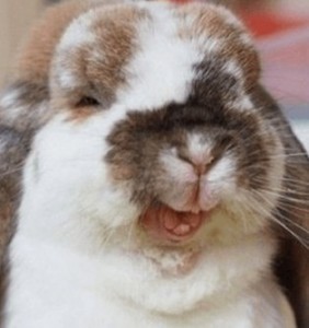 Создать мем: кролик, веселый кролик, смешные кролики
