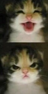 Create meme: meme kitten, cute cats, cute cats funny