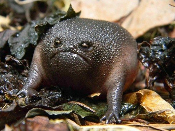 Создать мем: дождевая жаба, южноафриканский узкорот лягушка, черная дождевая лягушка breviceps fuscus