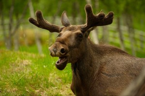 Create meme: deer, deer elk