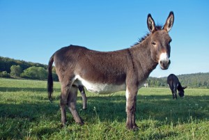 Create meme: a donkey is an animal, donkey pictures for kids, donkey