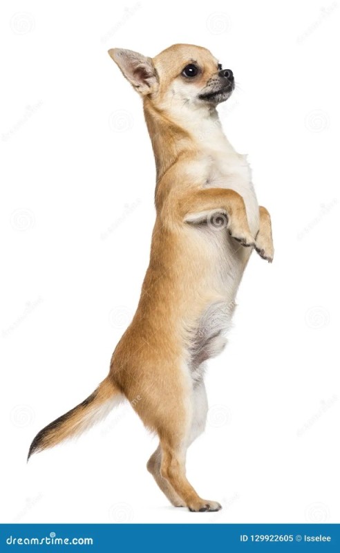 Create meme: chihuahua, Chihuahua dog, a sitting chihuahua dog