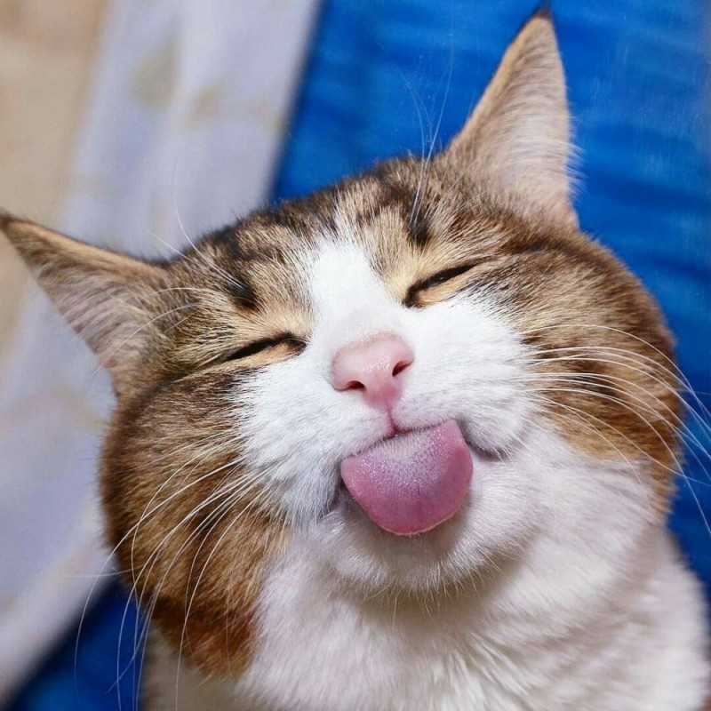 Create meme: a cat with his tongue hanging out, cat with tongue hanging out, laughing cat 