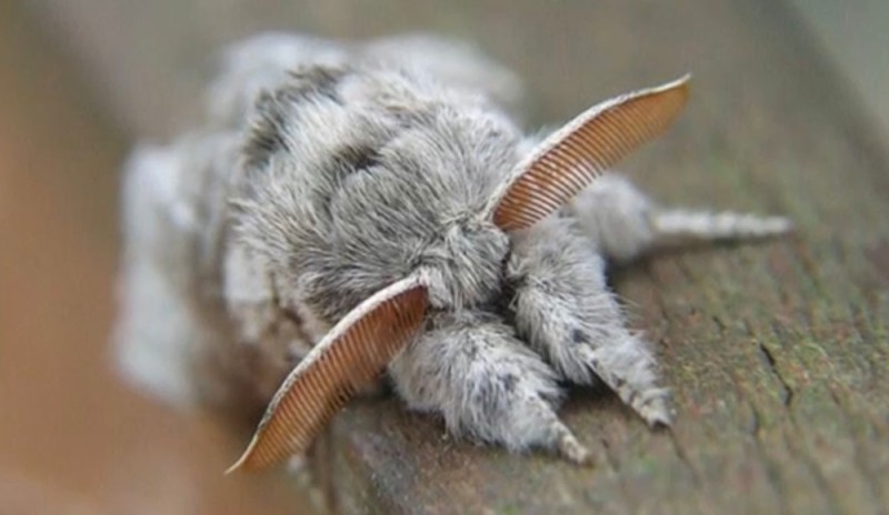 Создать мем: мотылек красивый, пуделевый мотылек, мохнатая ночная бабочка