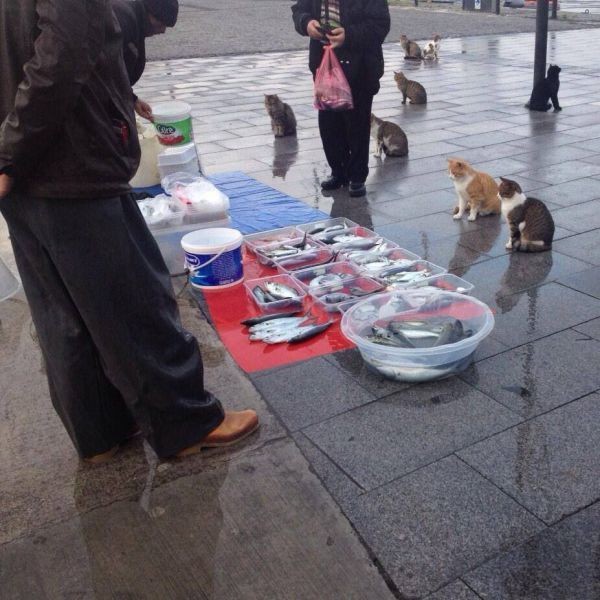 Create meme: street cat, dog , cats at the fish market