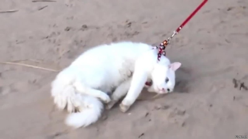 Создать мем: кошка на поводке, белая кошка на поводке, кошка