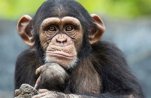 Create meme: monkey , funny monkey , chimpanzees 