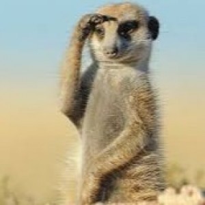 Create meme: meerkats funny photos with inscriptions, photos of meerkat paws, meerkat