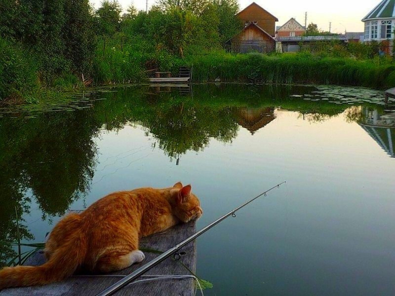 Создать мем: кот с рыбой в зубах, кот с рыбой, кот на рыбалке