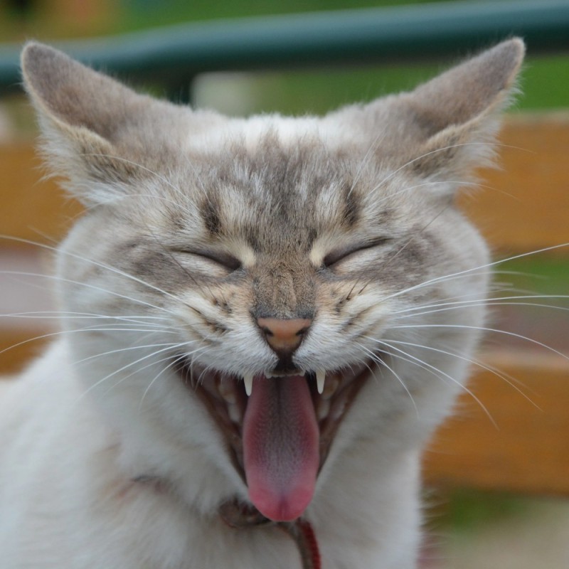 Create meme: cat muzzle , laughing cat, laughing cat 