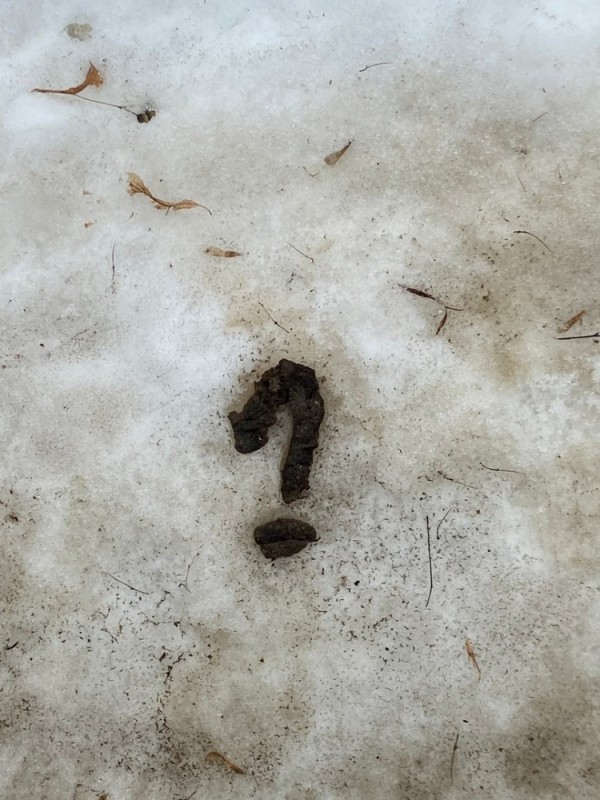 Create meme: moose tracks, horse tracks, boar tracks