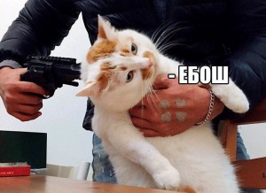 Create meme: cat, memes cats, meme ebos