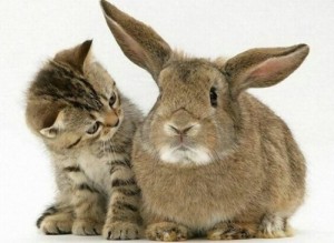 Create meme: kucing, animals, rabbit
