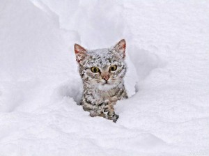 Create meme: snow, cat snow