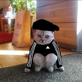 Создать мем: кот в костюме адидас, котик гопник, кот в адидас